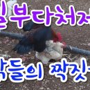 닭(Chicken)들의 번식(the breeding season)을 위한 짝짓기, 수탉의 개체 수가 많으면 생기는 일.병아리 이미지