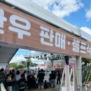 인삼판매장 | 홍천인삼한우축제 행사/일정 구경 다녀옴 판매장후기