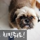 원두댕댕이 이미지