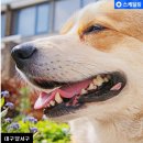 애플펫동물병원 이미지