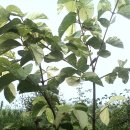 수목농장 이미지