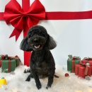 애견미용카페 보름별 | 성북구 서울 애견 카페 호텔 미용 전부 가능한 행복하개 키울고양 푸들 미용 후기