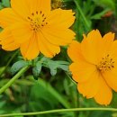 코스모스세탁소 이미지