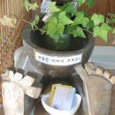 백두대간약초나라약초전시관 Daum카페