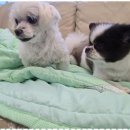 한강펫케어센터 | 신월동강아지유치원 믿고 맡기는 꼬마네 펫 데이케어센터 후기