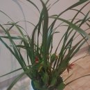 ●.막살라리아 학명~Maxillaria tenuifolia [24 구 본 창 ] 이미지