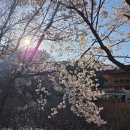 더멜 | [청주 주봉마을] 청주 벚꽃 명소 주봉마을 🌸 아이랑 산책하기 딱 좋은 곳 + 더멜 스파게티 후기