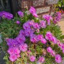 단오약국 이미지