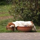 개팔자 상팔자 이미지