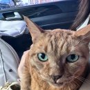 강북동물병원 | 강북구 동물병원 루시드동물메디컬센터 신부전 고양이요관염 진료후기