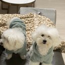 윤성진 안과/외과 동물병원 | 강아지암유선종양 수술비용 입원기간 시흥동안과외과전문동물병원찾기