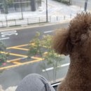 개캉스 살롱 이미지