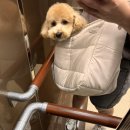 천사펫하우스 이미지