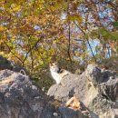 여강길(5코스 황학산길) | [여강길] 여주 여강길 세 번째 5코스 황학산길, 부산 가기 전 짧게 걷기