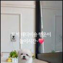 대명동 강아지 이미지