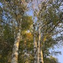 무릉요선 이미지