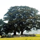 쇠똥구리마을 이미지