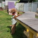 문경새재반려동물힐링센터(젠틀펫파라다이스) 이미지