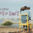 고양이기숙사
