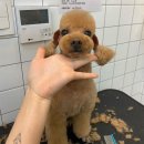 더 이쁜 멍살롱 이미지