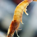 성화포장