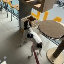 고척원동물의료센터 | 고척동 동물 병원 추천 : 고척원 동물의료센터 방문 후기(집 먼지 진드기)