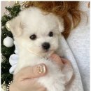 도그어바웃 강아지분양 이미지