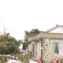 광령귤나무 이미지