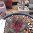 원앙슈퍼 이미지