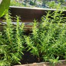 개. 이쁜날 이미지