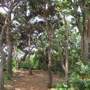 민머루해수욕장 이미지