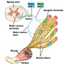 저항운동은 무엇을 개선하는 것인가? size principle, motor recruitment, sliding theory 정리중... 이미지