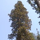 세계에서 가장 큰 나무 ; 자이언트 세콰이어 (옮김) 이미지