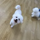 어썸강아지호텔 & 목욕 이미지