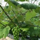 배로농장 이미지