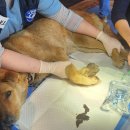 연기동물병원 이미지