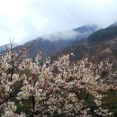 지리산매화네