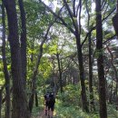 장안산할매 | 2025년 37번째 산행. 팔공산종주.한티재-(관봉)갓바위 (250831)