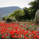 서천 장미공원 이미지