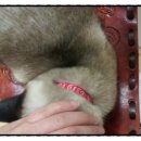 쪼코의옷장 이미지