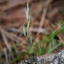 꼬인새 [Danthonia spicata (L.) P. Beauv. ex Roem. & Schult.] 이미지