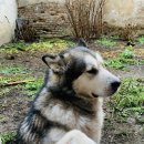 이웃집 댕댕이 | 나포카 숙소 Apartment Vintige 후기 (2) - 왕크니카 왕귀여운 이웃집 댕댕이와의 교감시간 | Cluj...