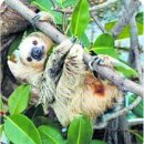 나무늘보 이미지