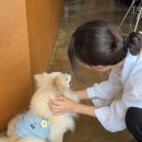 미견미묘 네이버블로그