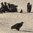 우곡로 | 경북 고령 독수리식당 관찰후기 l 진짜 식당아님 동물원아님