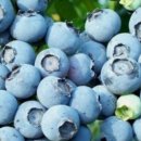 블루베리 효능 이미지