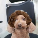 강아지 뷰티 이미지