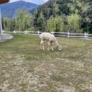 신천목장 | 가평 설악면 양떼목장근처 맛집 옹골지기 본점 매콤한 쭈꾸미덮밥 솔직후기 내돈내산