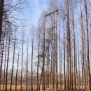 멍레스트 이미지