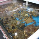 대게나라 이미지